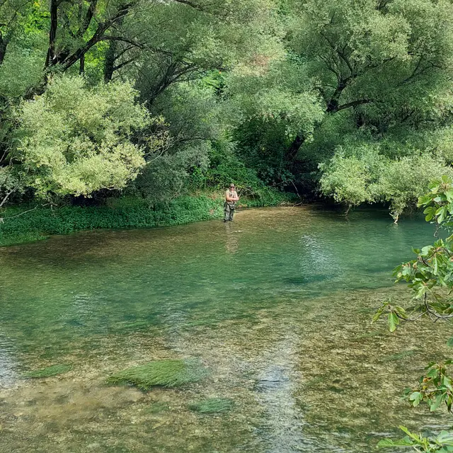 Angler wading a clear green river under willow trees